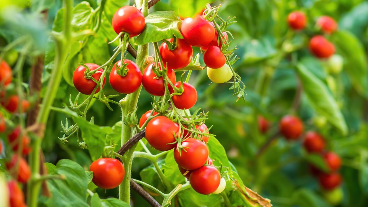 Warum Sie späte Tomatenblüten unbedingt entfernen sollten