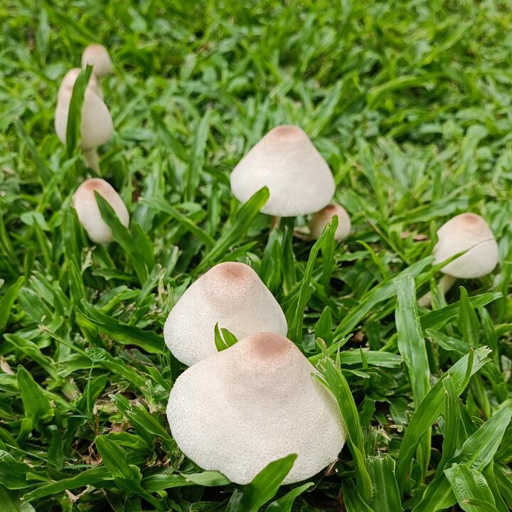 Welcher Dünger bei Pilze im Rasen?