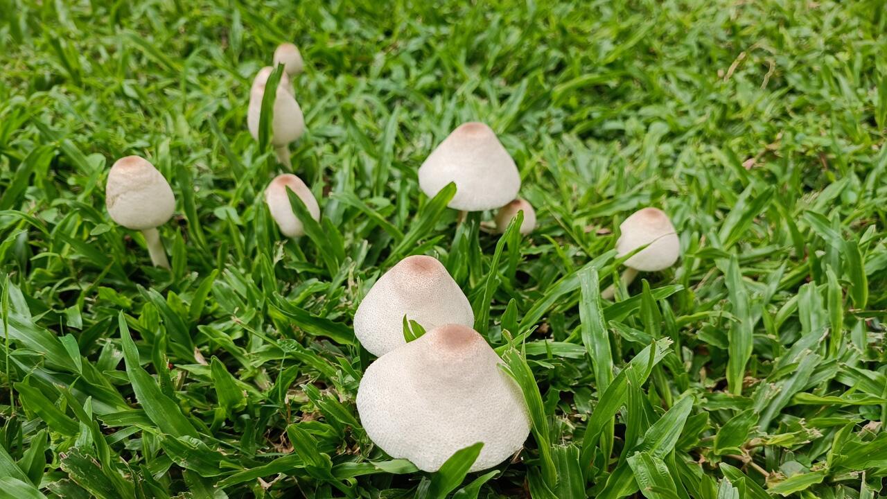 Was hilft gegen Pilze im Rasen?