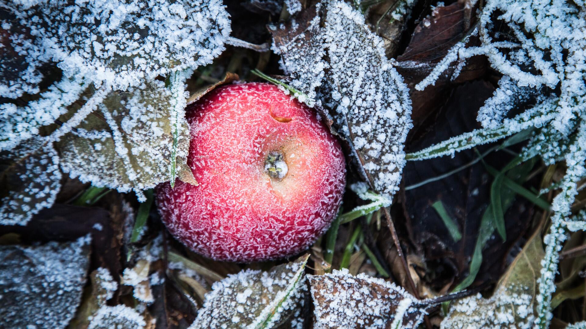 Was im Winter im Garten bleiben darf.