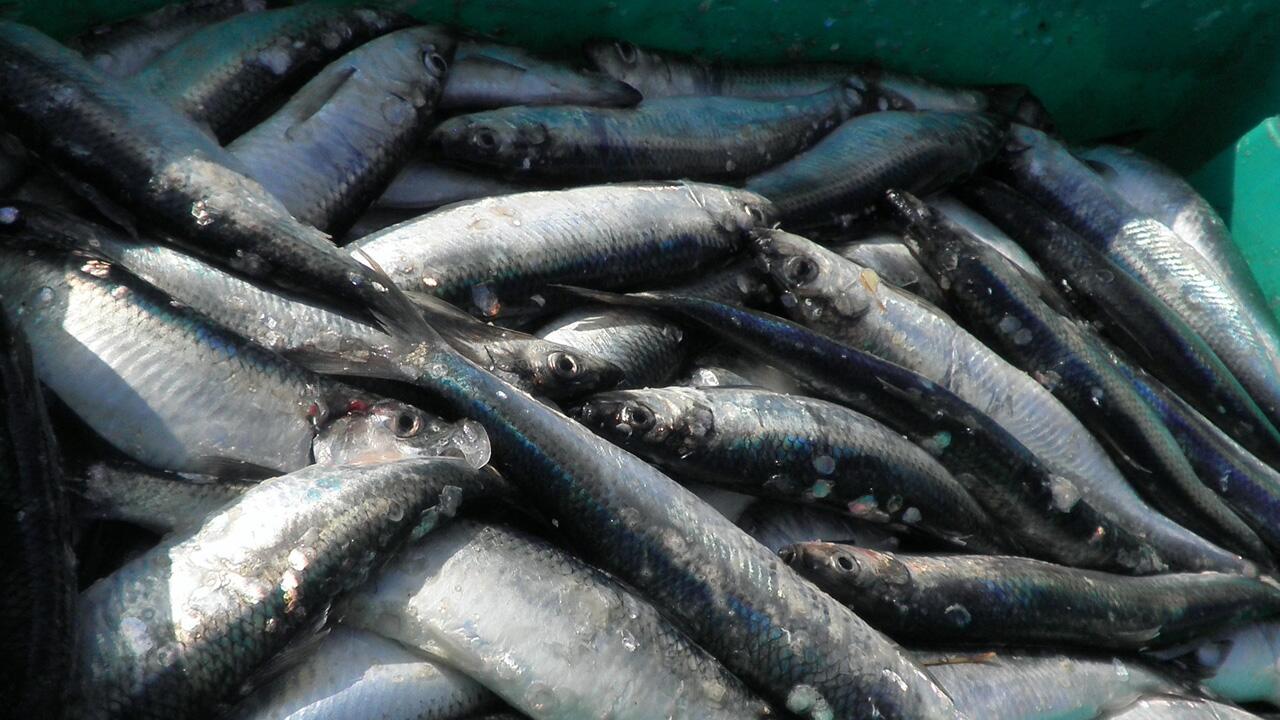 Wegen Klimawandel: Niedrigere Fangquoten für Hering und Dorsch in der Ostsee