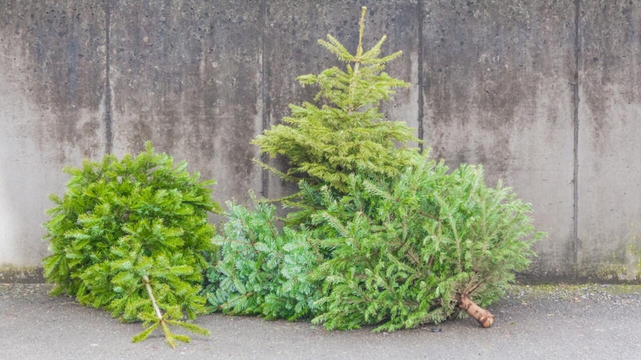 Weihnachtsbäume haben nur eine kurze Lebensdauer und müssen im neuen Jahr entsorgt werden.