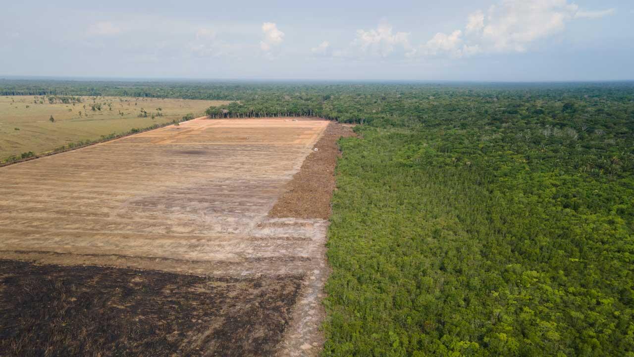 Weniger Abholzung im brasilianischen Amazonasgebiet 