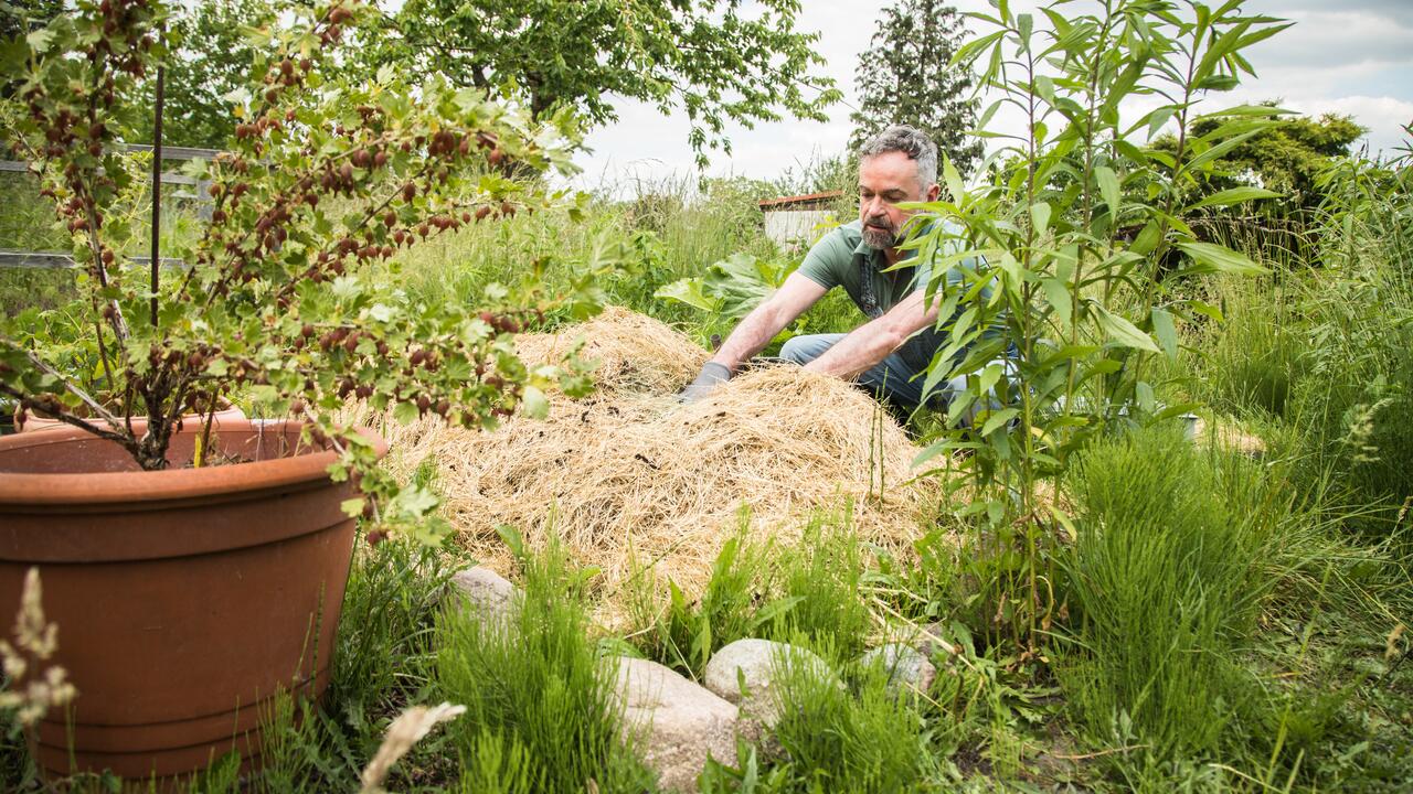 Weniger Gartenarbeit dank mehrjährigem Gemüse