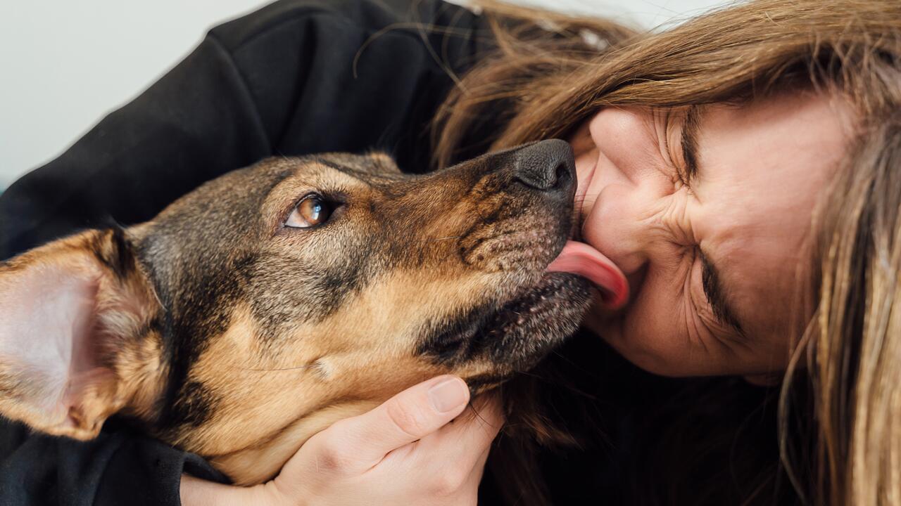 Wenn Hunde Menschen abschlecken, kann das gefährlich werden