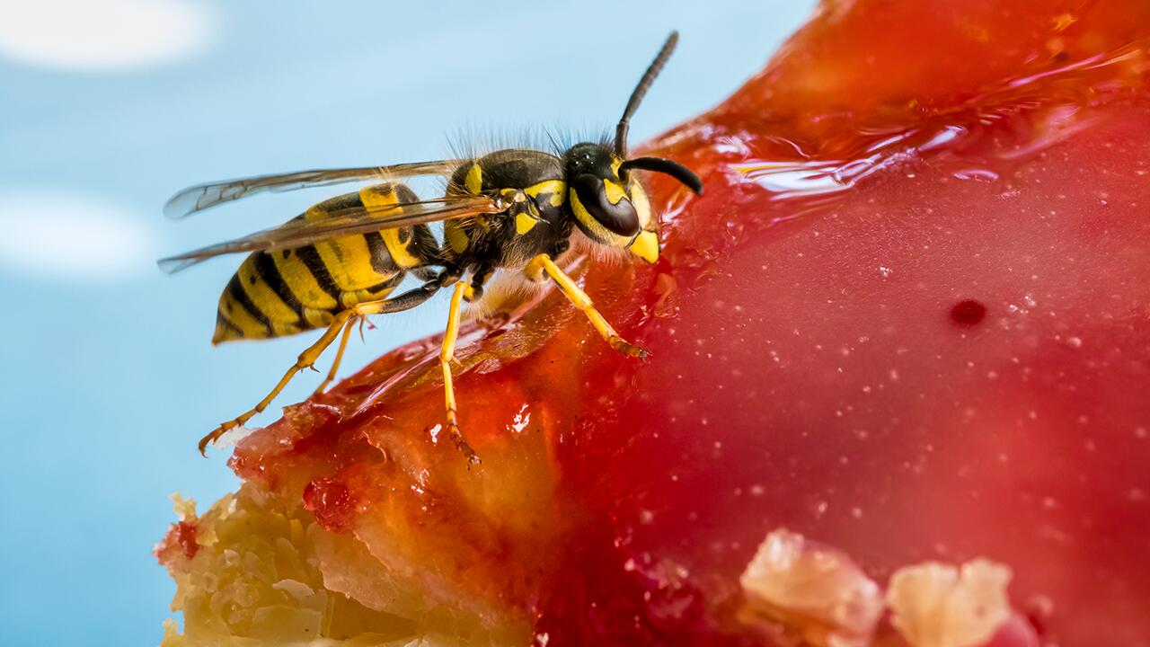 Wespen vertreiben: Diese Tricks halten Wespen fern, ohne ihnen zu schaden