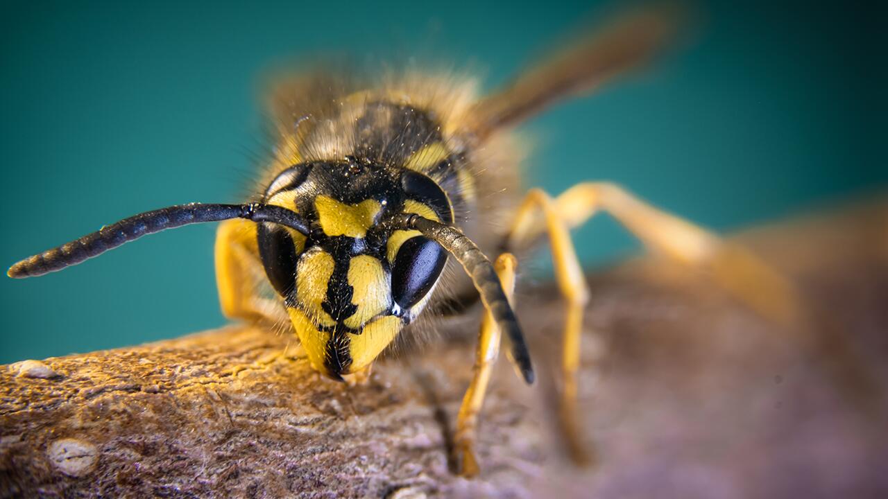 Wespen dürften dieses Jahr weniger umherfliegen