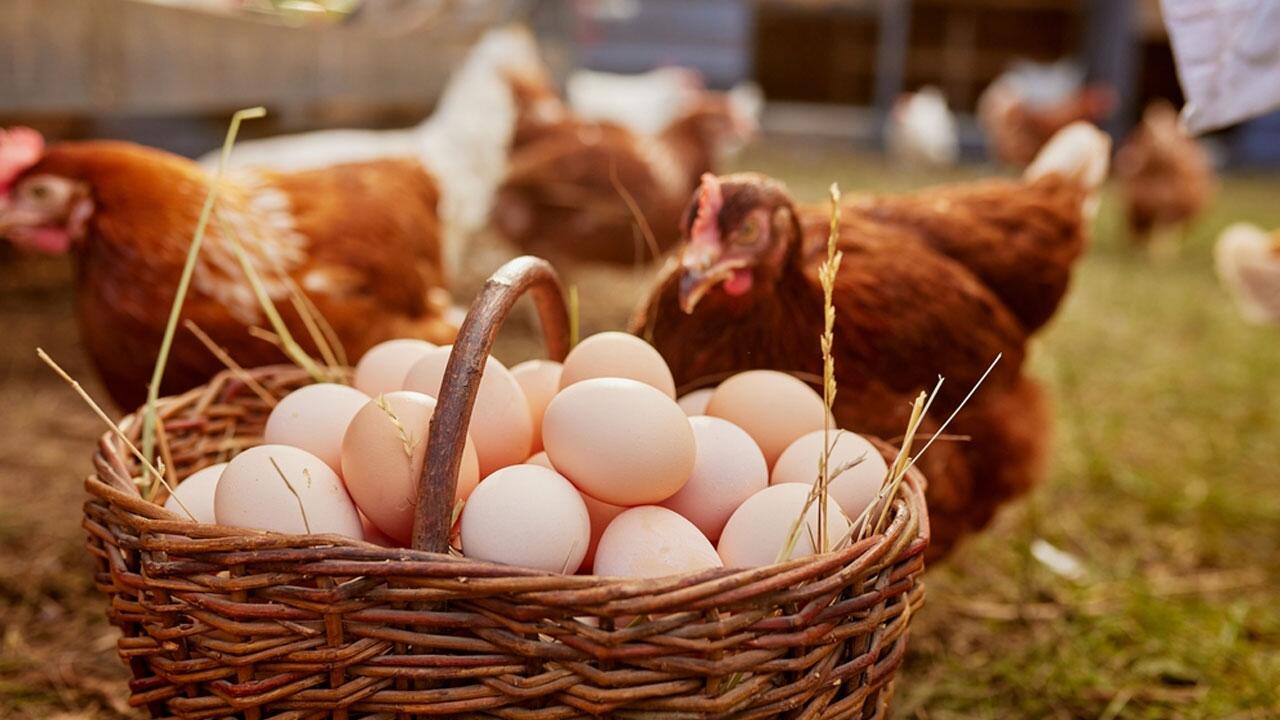 Wie die Legehennen für Eier gehalten werden, muss bei verarbeiteten Produkten nicht angegeben werden,