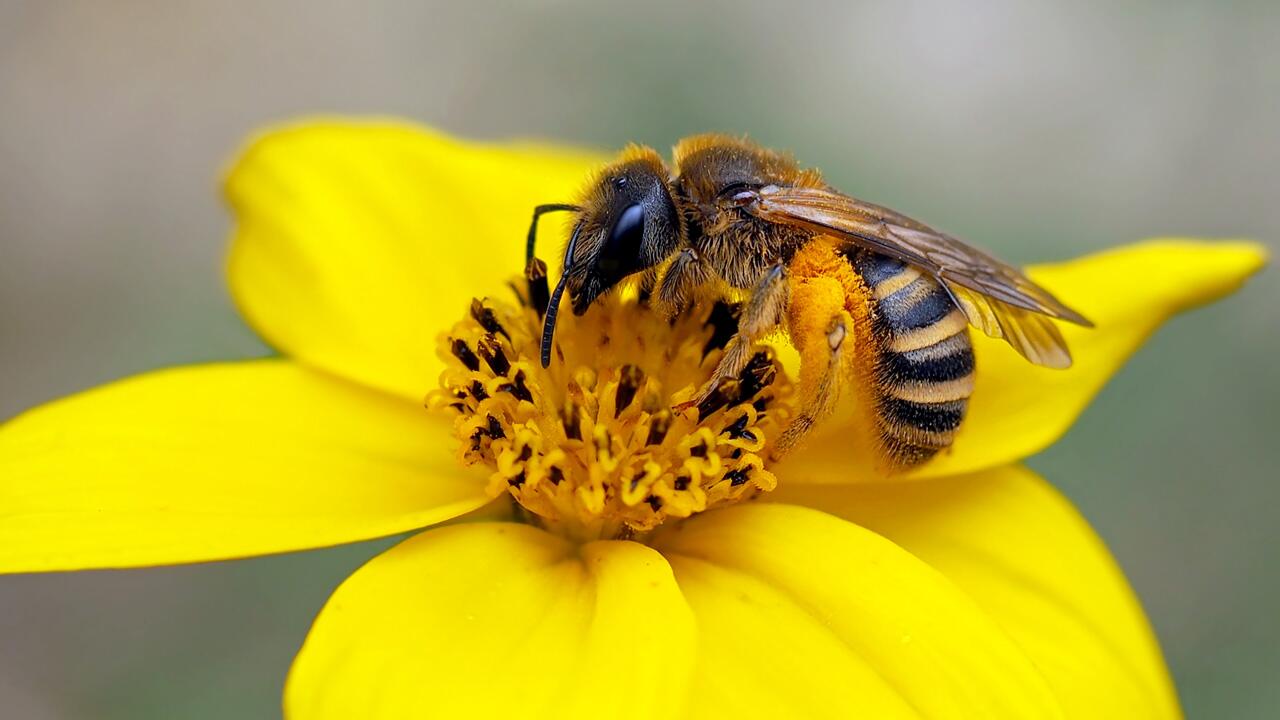 Wildbienen freuen sich über Strand und Pool im Garten