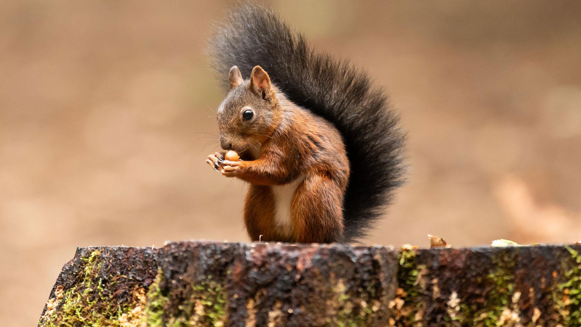 Winterhilfe für Eichhörnchen: So bauen Sie einen Unterschlupf für die Tiere Winterhilfe für Eichhörnchen: So bauen Sie einen Unterschlupf für die Tiere