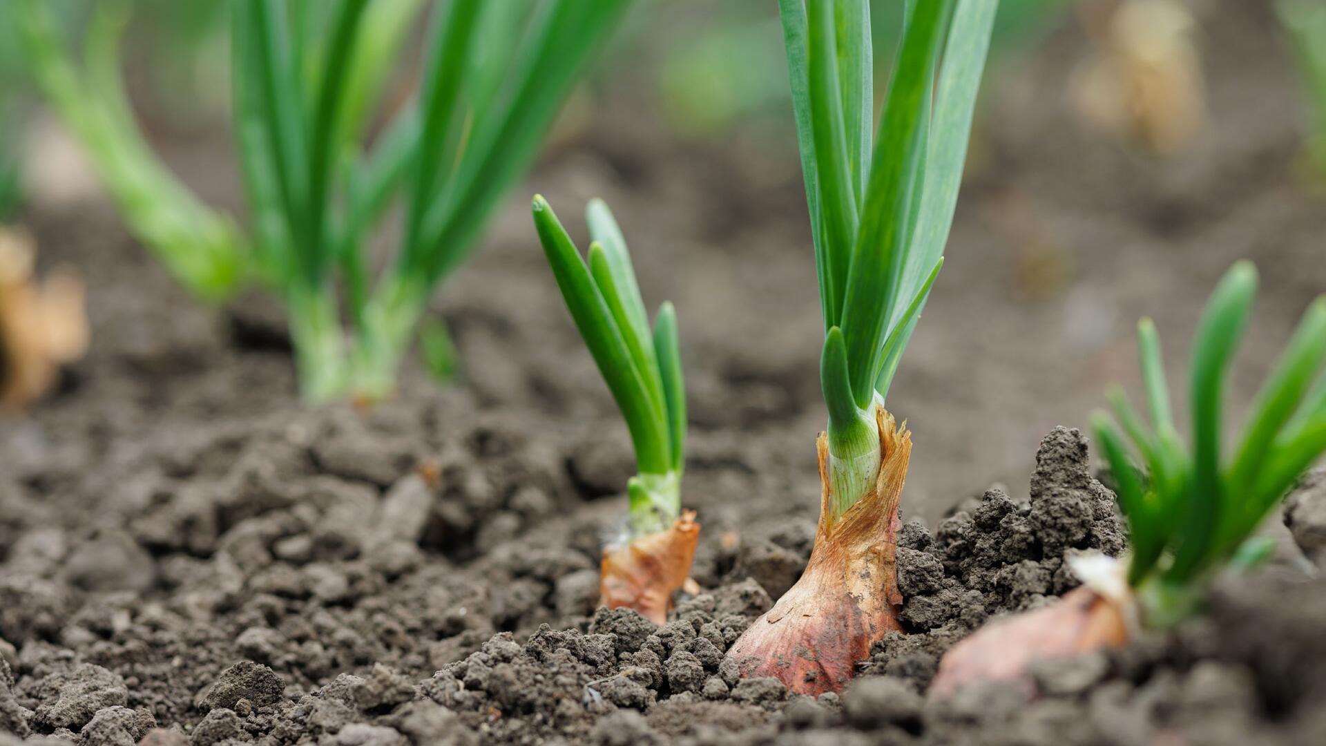 Wintersteckzwiebeln: Spät pflanzen, früh ernten – so gelingt's Wintersteckzwiebeln: Spät pflanzen, früh ernten – so gelingt's
