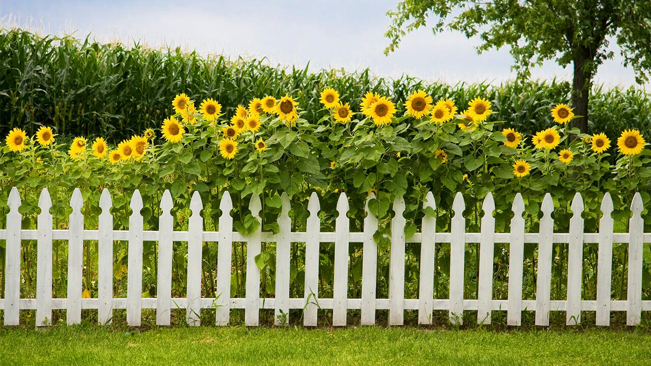 Wir erklären, wie Sie Sommerblumen vermehren, damit Sie nächste Saison wieder schöne Blumen haben.