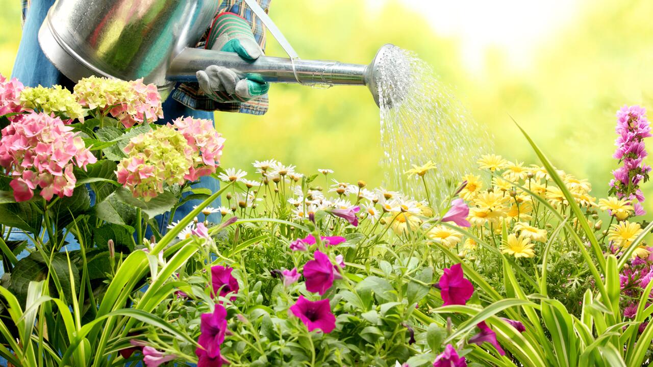 Wir geben Tipps zum Gießen im Sommer. 