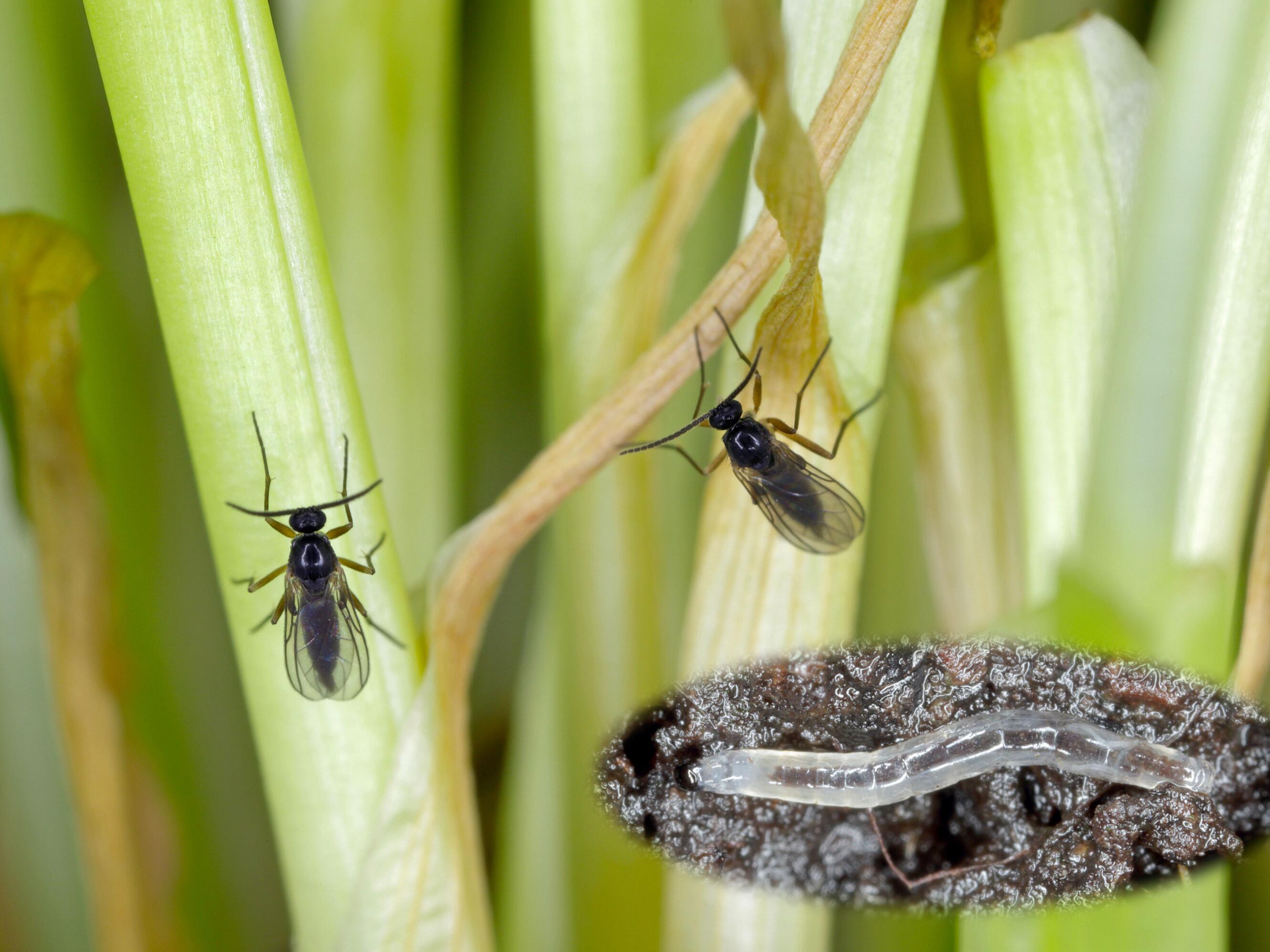 Hypothese Sahne Karton kleine fliegen in blumenerde zimmerpflanze
