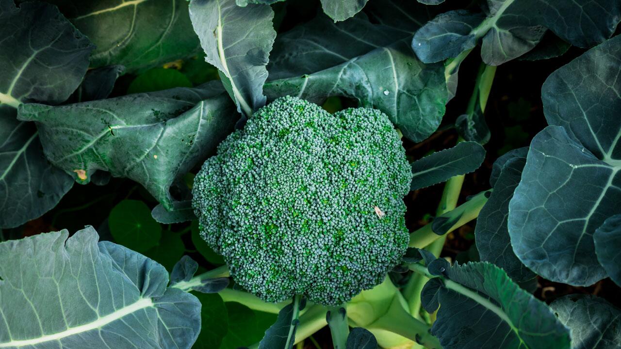 Wir zeigen, wie Sie Brokkoli säen, pflanzen und im eigenen Garten pflegen.