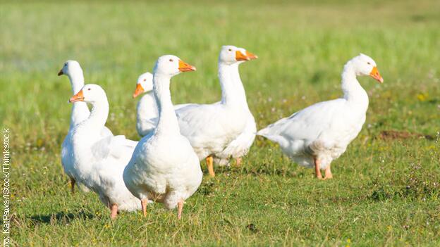 Wolle und Daunen: Was das Etikett (nicht) über Tierleid verrät