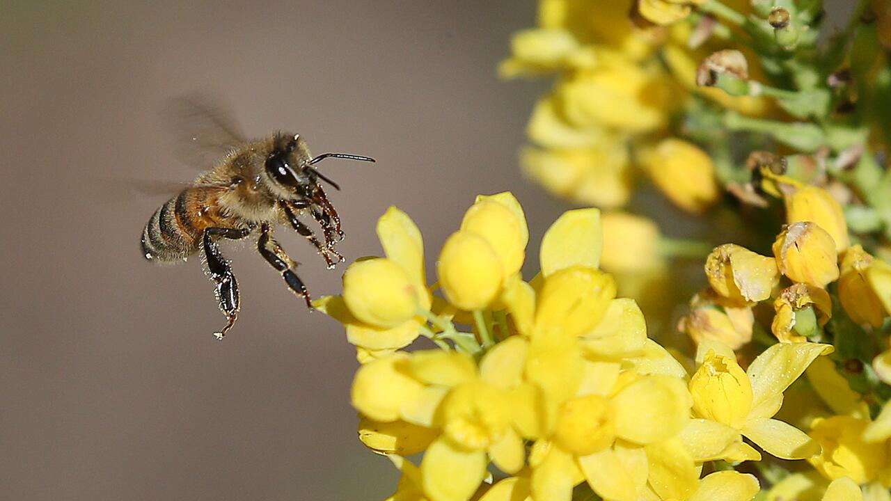 Zehn Jahre nach Insektizid-Aus: Forscher fordert mehr Bienenschutz