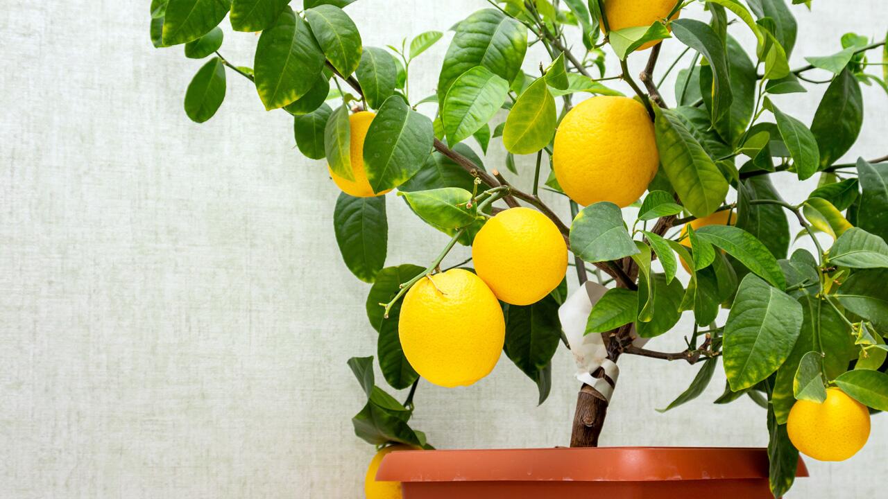 Zitrone aus Kern ziehen: So züchten Sie einen eigenen Zitronenbaum
