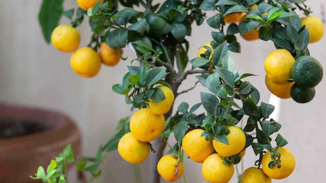 Zitronenbaum überwintern: So verliert die Zitruspflanze keine Blätter