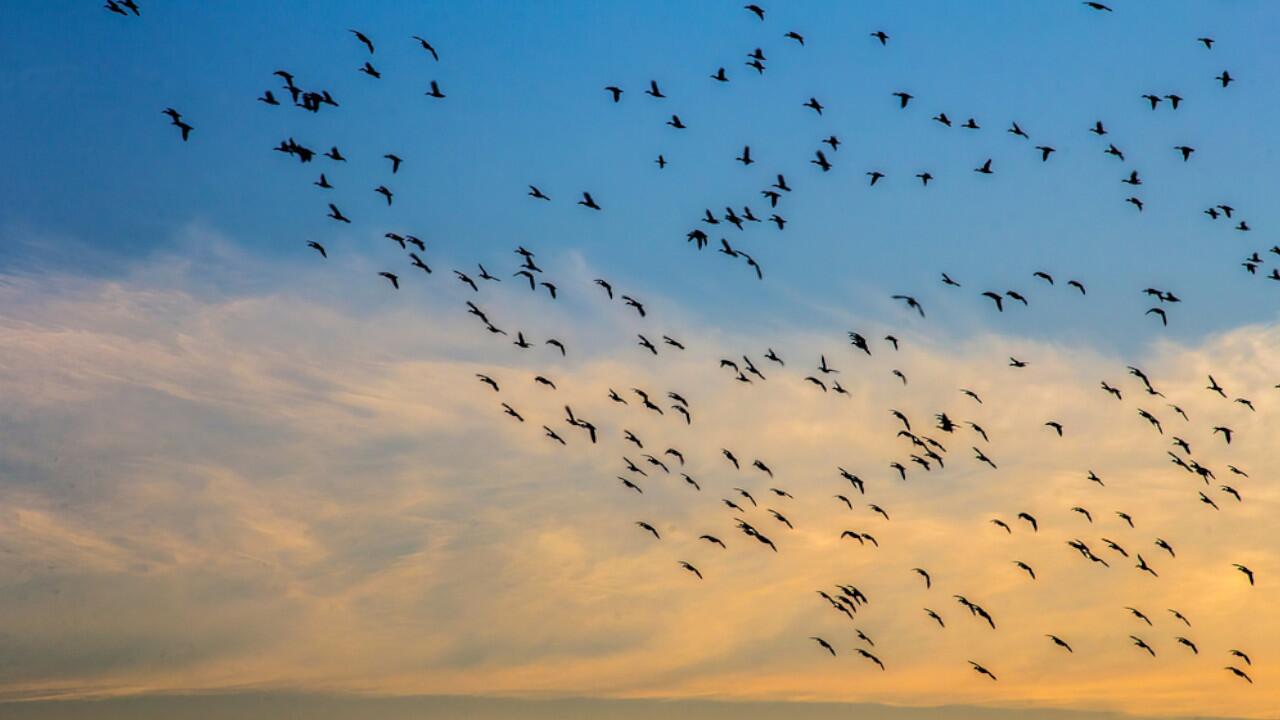 Zugvögel sind laut einer neuen Studie teilweise vom Klimawandel bedroht.