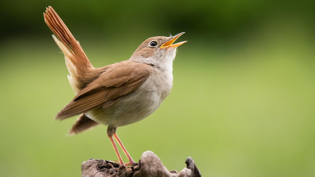 "hup hup hup" oder Tschilpen: Hotline für Vogelstimmen aktiv