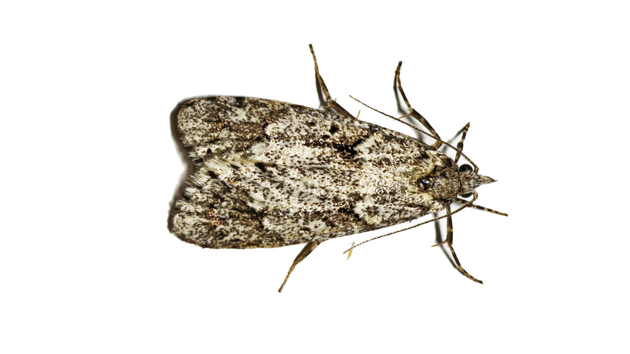 Sie haben Motten zu Hause? So sieht eine Mehlmotte (Ephestia kuehniella) aus. Sie haben Motten zu Hause? So sieht eine Mehlmotte (Ephestia kuehniella) aus.