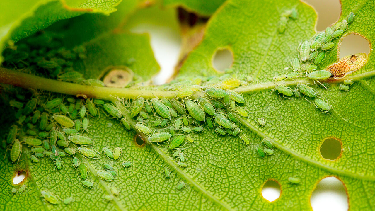 Blattläuse vermehren sich schnell und können im Garten empfindliche Schäden anrichten. Blattläuse vermehren sich schnell und können im Garten empfindliche Schäden anrichten.