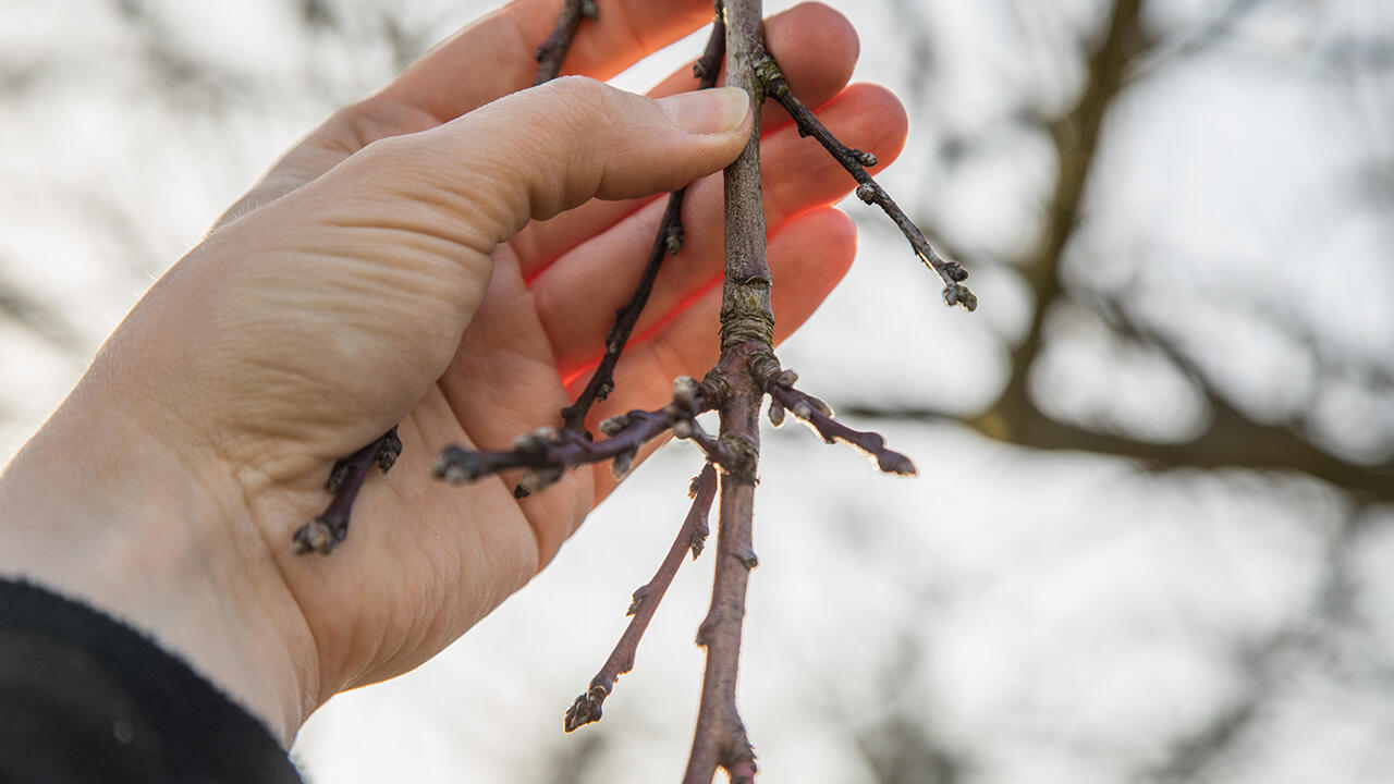Nicht alle Obstbäume werden im Winter geschnitten. Etwa der Pfirsichbaum sollte erst zur Blüte einen Rückschnitt erhalten. 