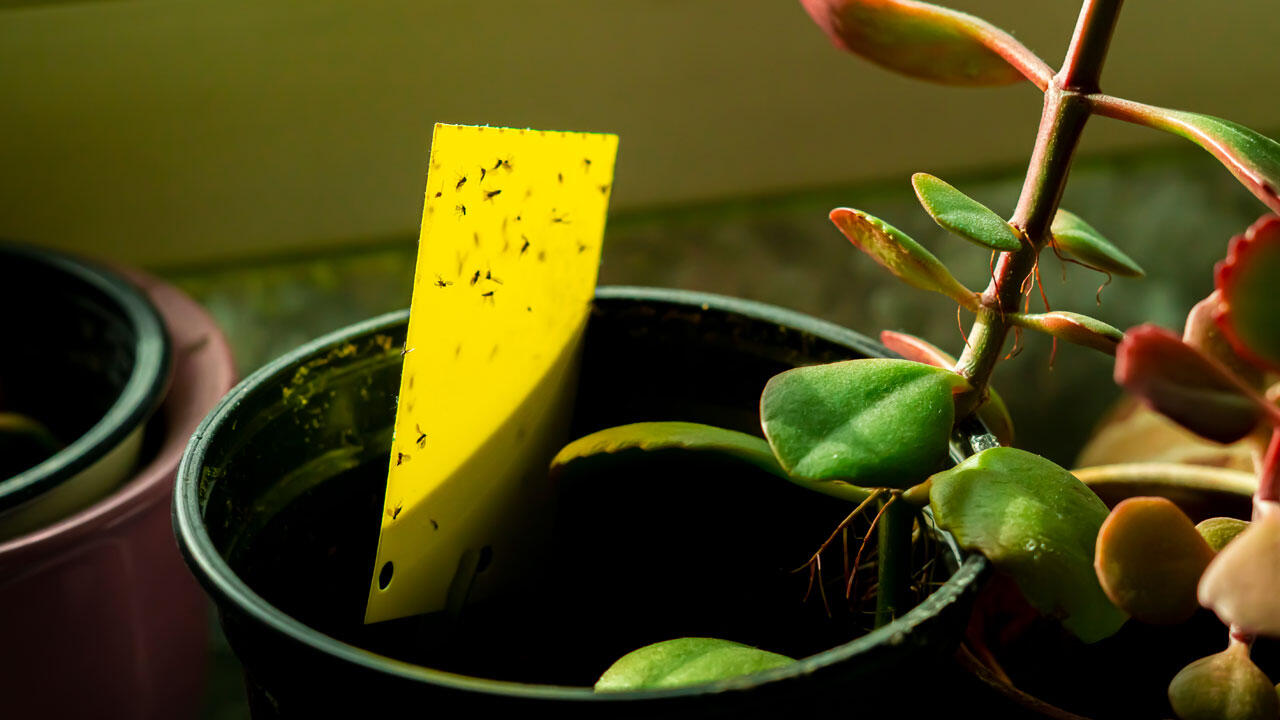 Gelbsticker kommen ohne Insektizide aus, an ihnen bleiben Trauermücken kleben und sterben. Gelbsticker kommen ohne Insektizide aus, an ihnen bleiben Trauermücken kleben und sterben.