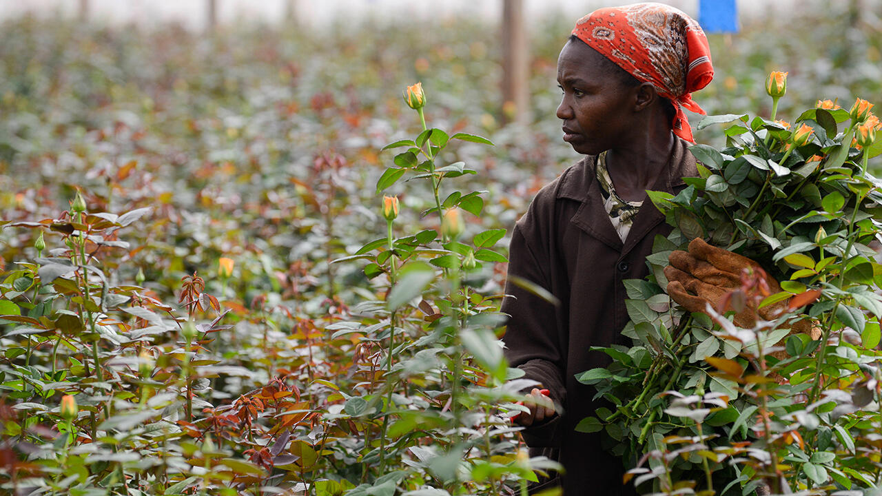 Eine Fairtrade-Rosenfarm in Kenia: Mehr als die Hälfte der Beschäftigten auf ostafrikanischen Rosenfeldern sind Frauen.