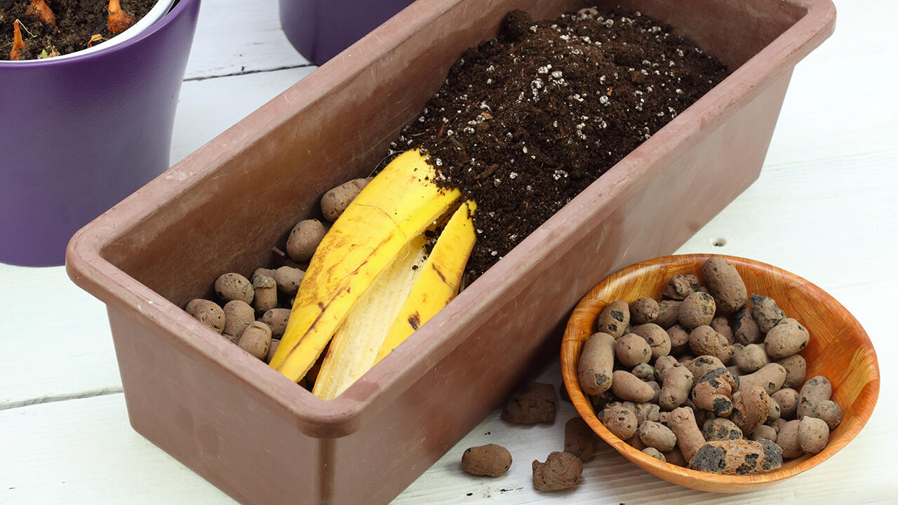 Bananenschalen eignen sich gut als Dünger-Grundlage für Pflanzen.