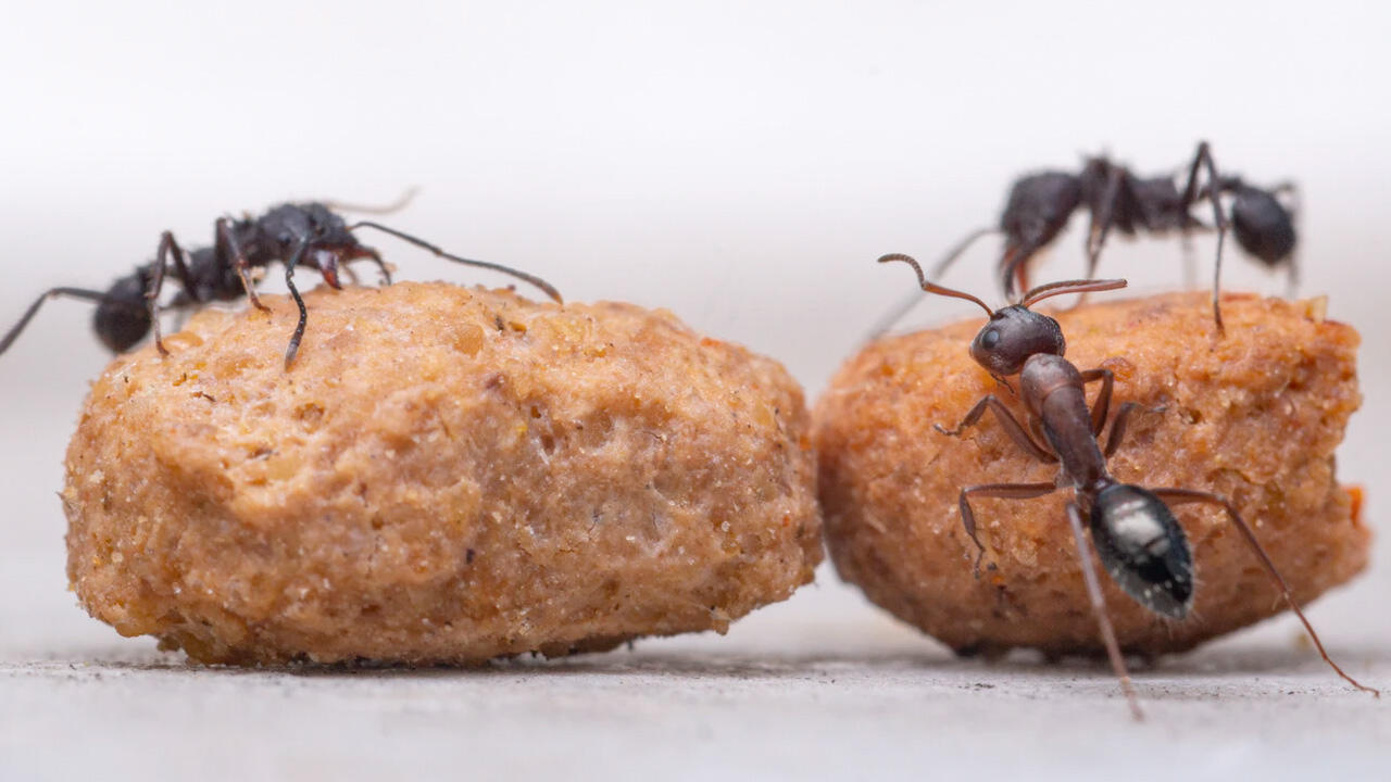 Mittel gegen Ameisen: Ameisenköder, Ameisenfallen & Ameisengift im Test