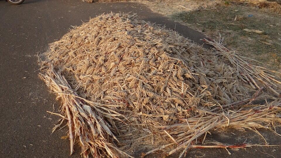 Nach der Ernte wird Hirse getrocknet, um später als ganze Körner verkauft oder zu Mehl weiterverarbeitet zu werden.