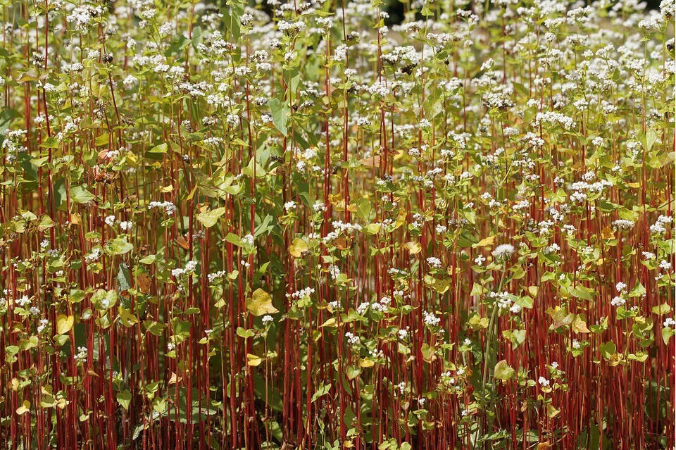 Buchweizen ist eine krautige Pflanze mit einer langen Blütezeit, sie wird seit Jahrhunderten in Europa angebaut.