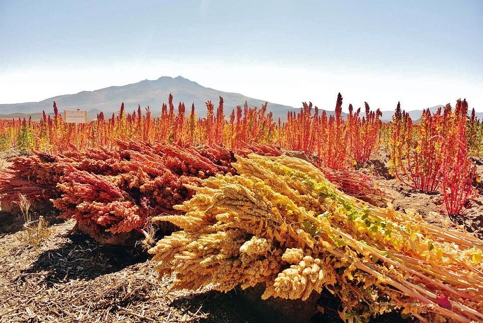 Quinoa, auch Andenhirse genannt, wird vorrangig in Bolivien, Peru und Ecuador angebaut. Quinoa, auch Andenhirse genannt, wird vorrangig in Bolivien, Peru und Ecuador angebaut.