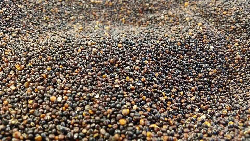 Schwarze, weiße und rote Quinoa haben viele ungesättigte Fettsäuren und Mineralstoffe.
