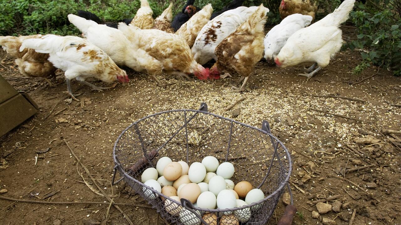 Im Eier-Test haben wir alle Anbieter auch um Auskunft zur Hühnerhaltung gebeten.
