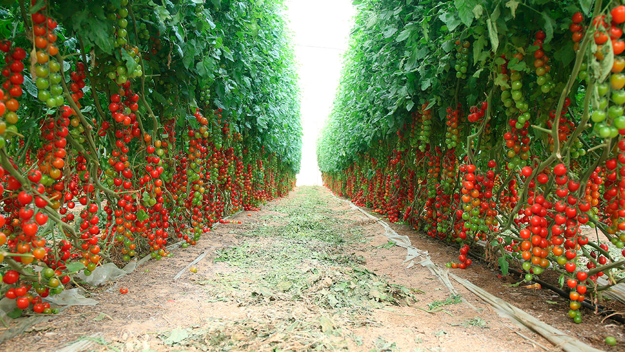 Tomaten im Tomatensaft: Ein hoher Gehalt an Lykopin deutet daraufhin, dass viele und vor allem reife Tomaten verarbeitet wurden.