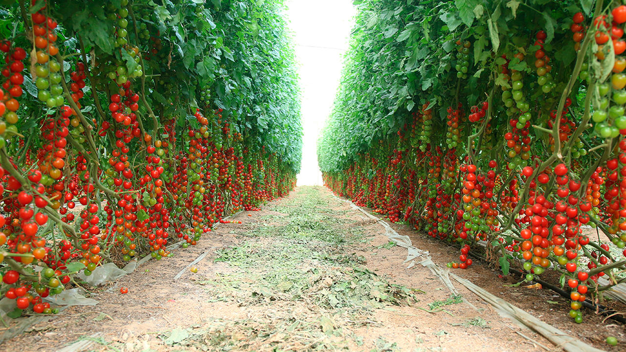 Tomaten im Tomatensaft: Ein hoher Gehalt an Lykopin deutet daraufhin, dass viele und vor allem reife Tomaten verarbeitet wurden. Tomaten im Tomatensaft: Ein hoher Gehalt an Lykopin deutet daraufhin, dass viele und vor allem reife Tomaten verarbeitet wurden.