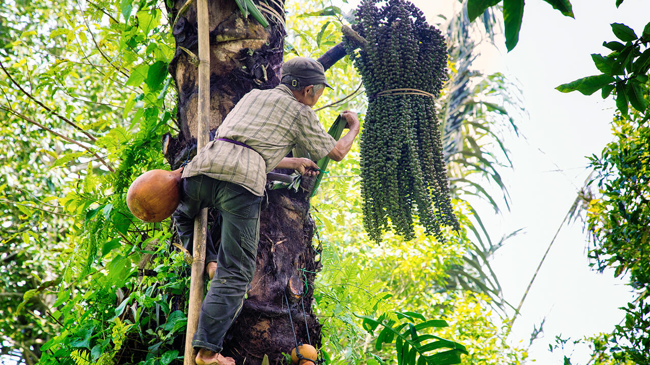 Zwei Mal am Tag kann ein Bauer den Nektar aus dem angeritzten Blütenstand der Kokospalme ernten.