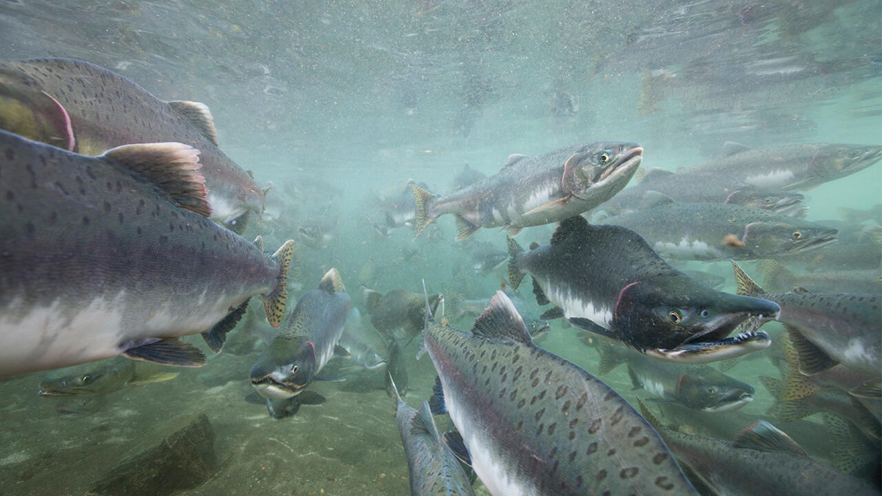 Als Delikatesse genießen: Die Wildlachsbestände in Alaska sind noch intakt. Als Delikatesse genießen: Die Wildlachsbestände in Alaska sind noch intakt.