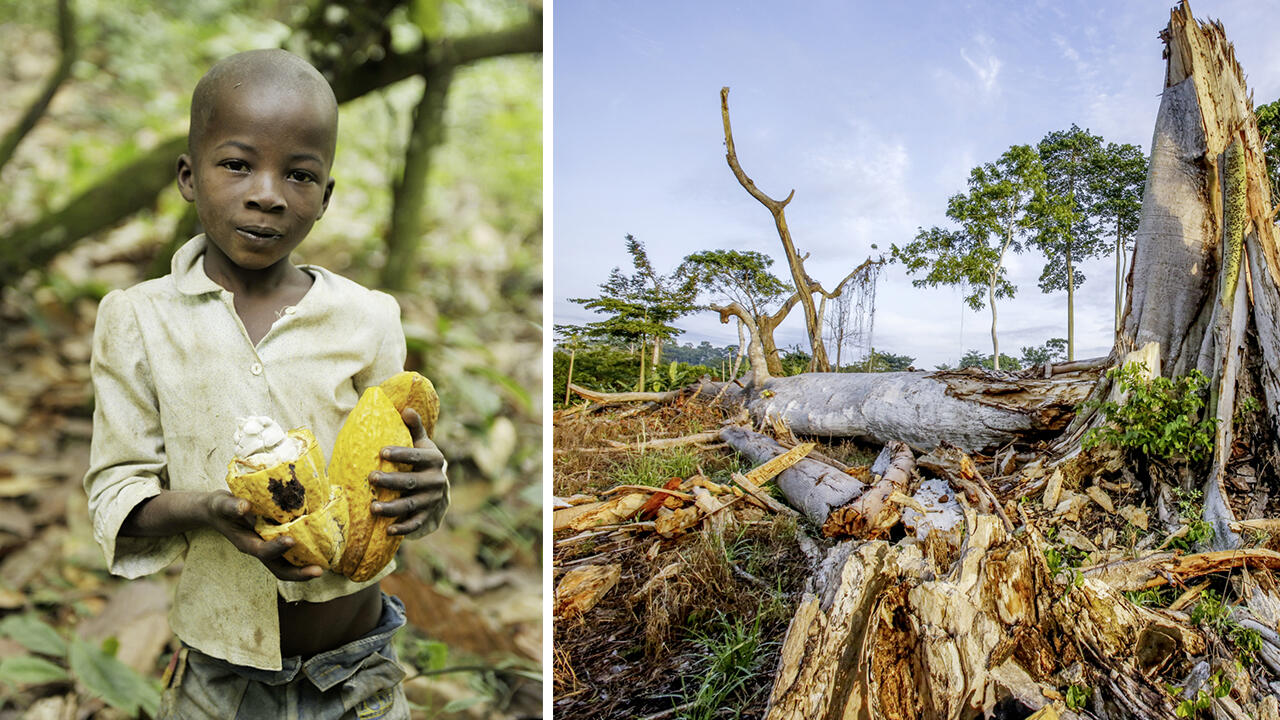 Kinderarbeit und illegale Rodung möglich: Die Kakaoproduktion der Schokolade im Test ist oft wenig transparent.