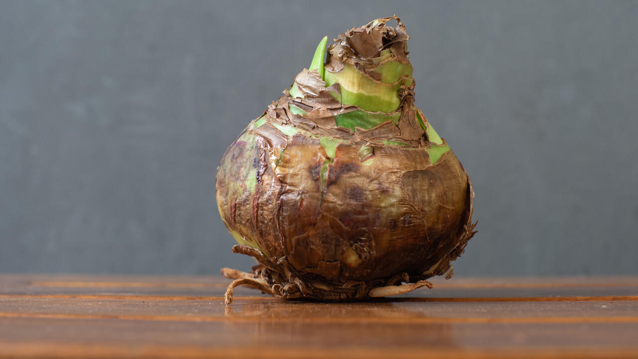 Fast ein kleines Wunder: Die Zwiebel der Amaryllis erwacht jedes Jahr in der Weihnachtszeit wieder zu neuem Leben. Fast ein kleines Wunder: Die Zwiebel der Amaryllis erwacht jedes Jahr in der Weihnachtszeit wieder zu neuem Leben.