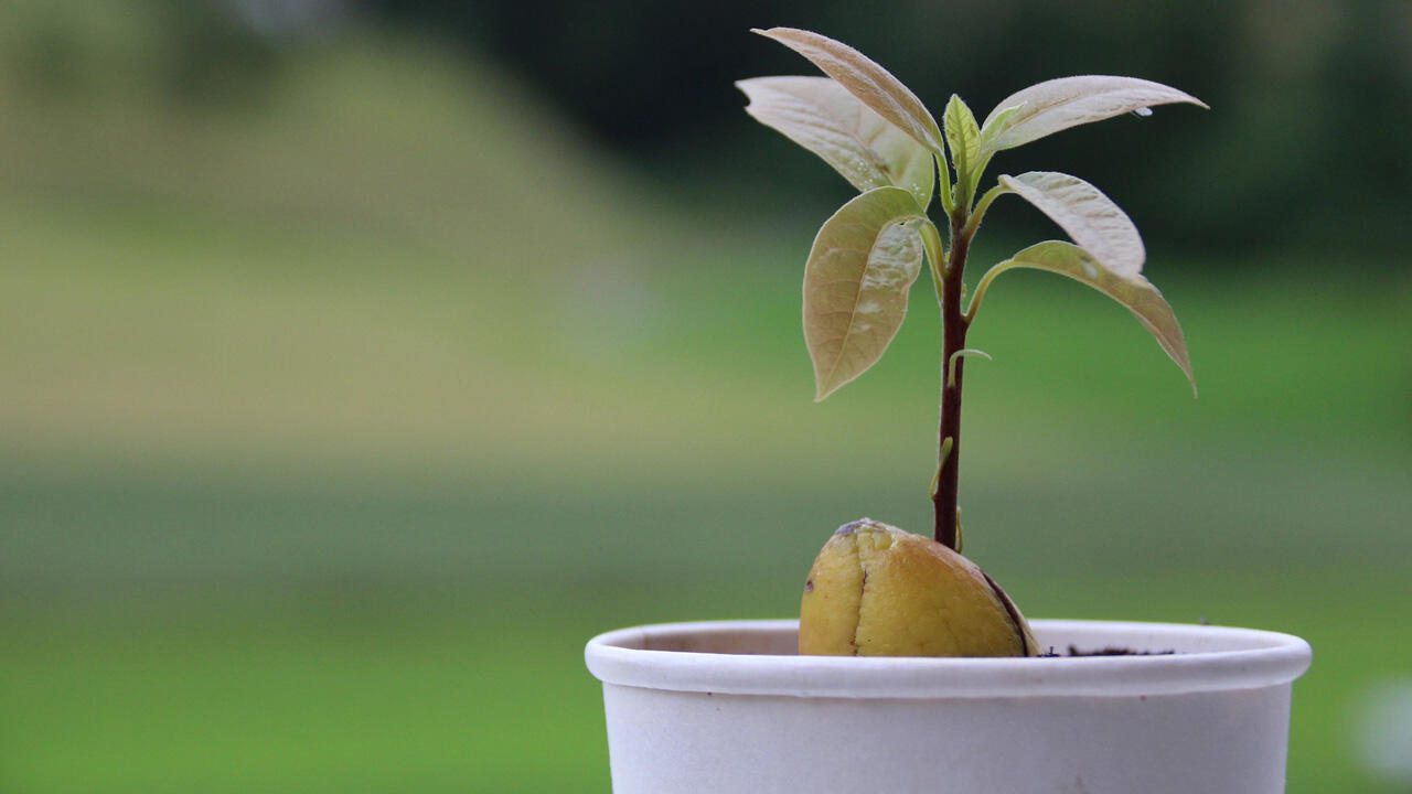 In nur wenigen Wochen lässt sich eine Avocado selber ziehen.