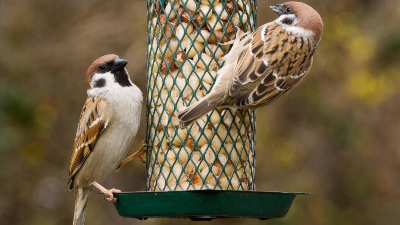 Sperlinge und andere Gartenvögel freuen sich im Winter auch über Futter. Sperlinge und andere Gartenvögel freuen sich im Winter auch über Futter.