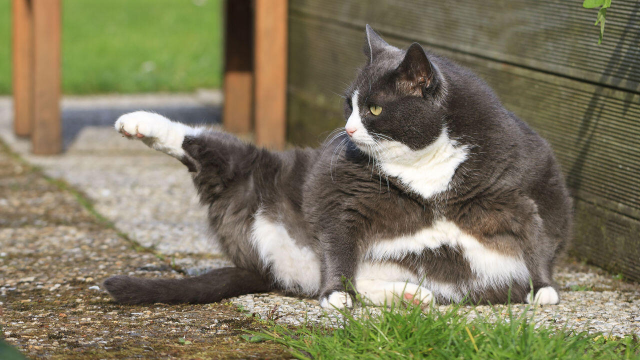 Katze zu dick: Sieht amüsant aus, kann aber zu ernsten gesundheitlichen Problemen führen.