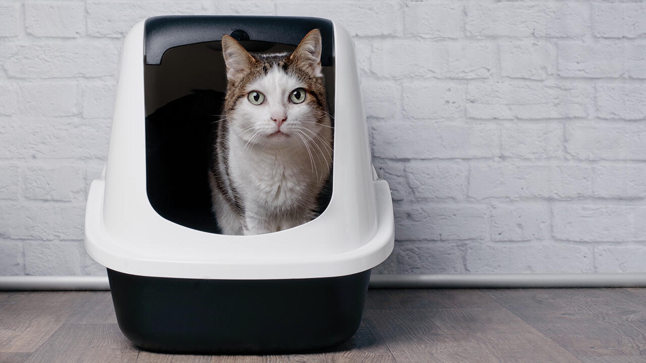 Katzen sind sehr reinliche Tiere und freuen sich über ein sauberes Katzenklo. Katzen sind sehr reinliche Tiere und freuen sich über ein sauberes Katzenklo.