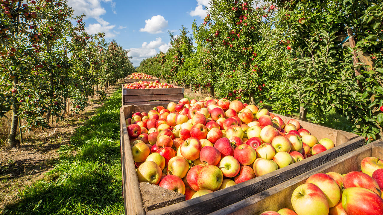 Apfelsaft punktet mit kurzen Transportwegen: Alle Hersteller von naturtrüben Apfelsäften im Test beziehen ihre Früchte aus Europa, manche sogar aus der Region.
