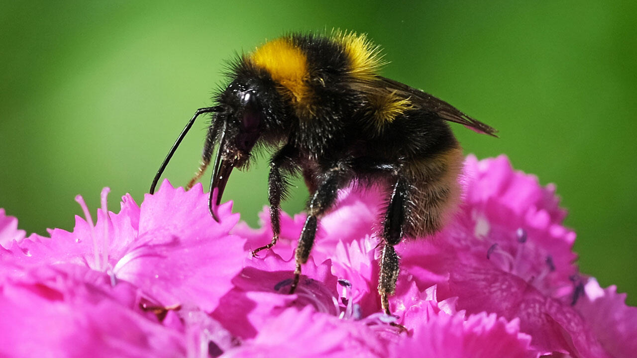 Eine Hummel sitzt in einem Garten auf einer Bartnelke. Wegen der Erderhitzung und der Zerstörung ihrer Lebensräume ist die Existenz der Hummel nach WWF-Angaben mehrfach bedroht.