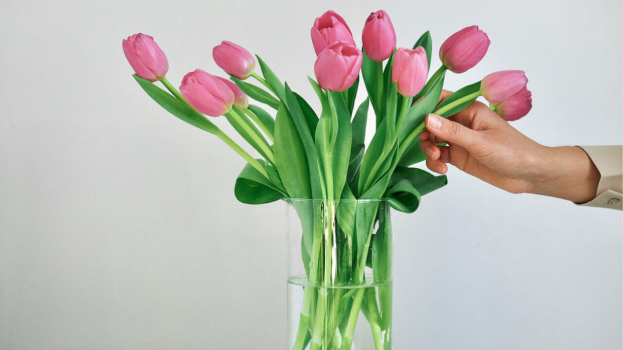 Ein schöner Strauß Tulpen blüht länger, wenn Sie ihn an einen kühlen und hellen Ort stellen.
